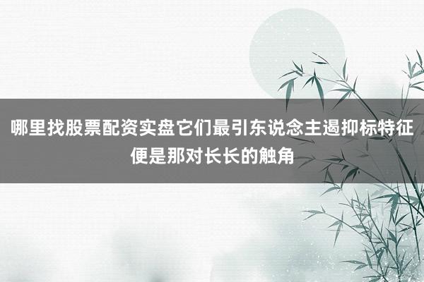 哪里找股票配资实盘它们最引东说念主遏抑标特征便是那对长长的触角